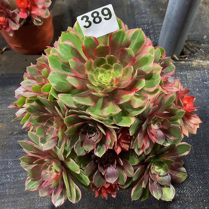 *****多肉法师黑魔锦389