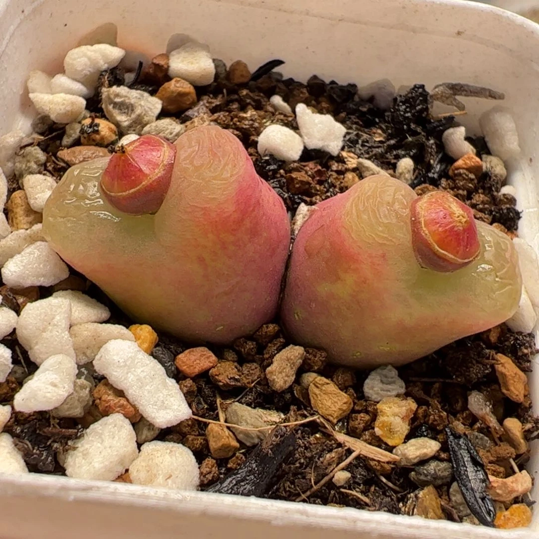 020多肉植物百科