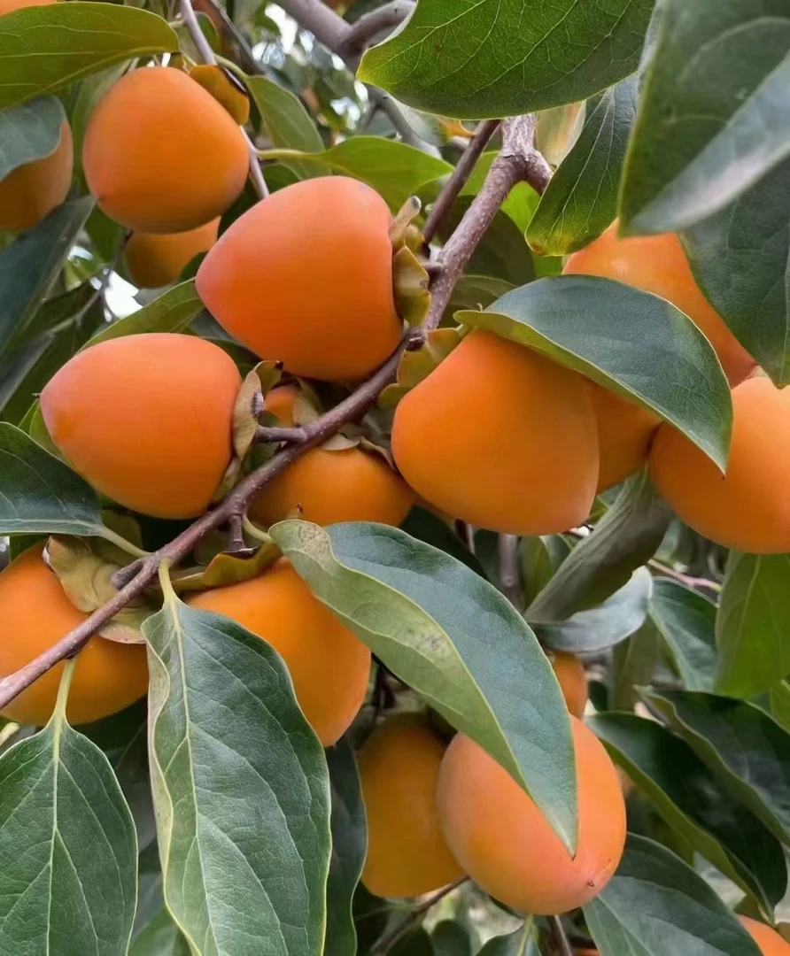 富平尖柿应季现摘旦柿尝鲜香甜软糯唇齿留香果园直发