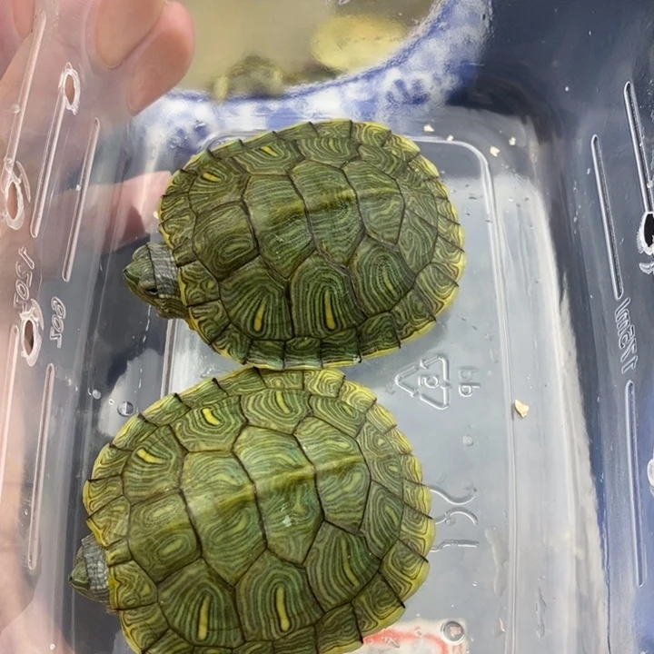 母绿毛龟88888888888