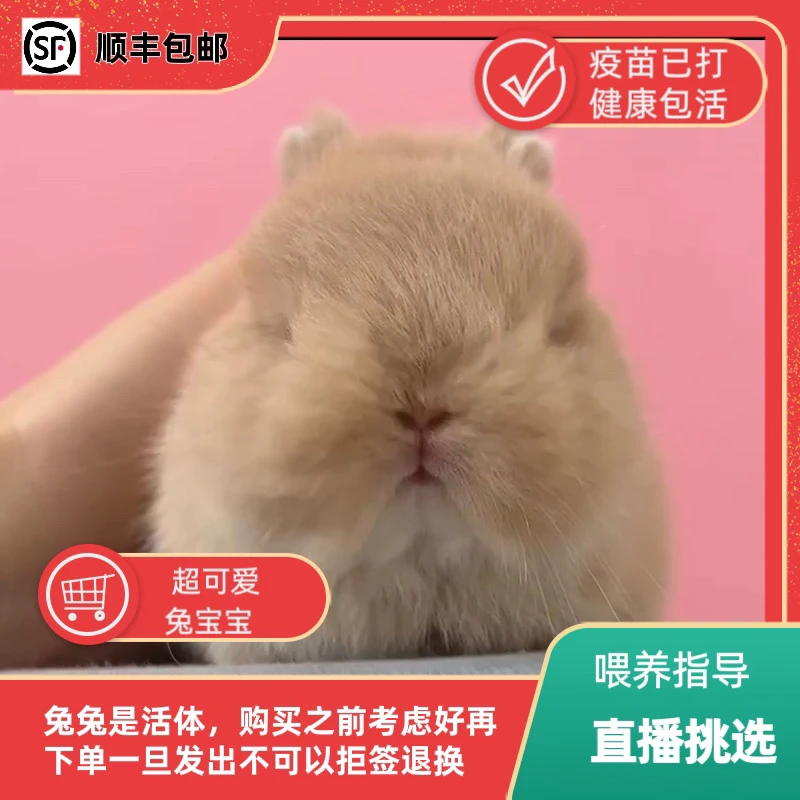 宠物活体双血侏儒兔荷兰垂耳兔可爱长不大兔子小型