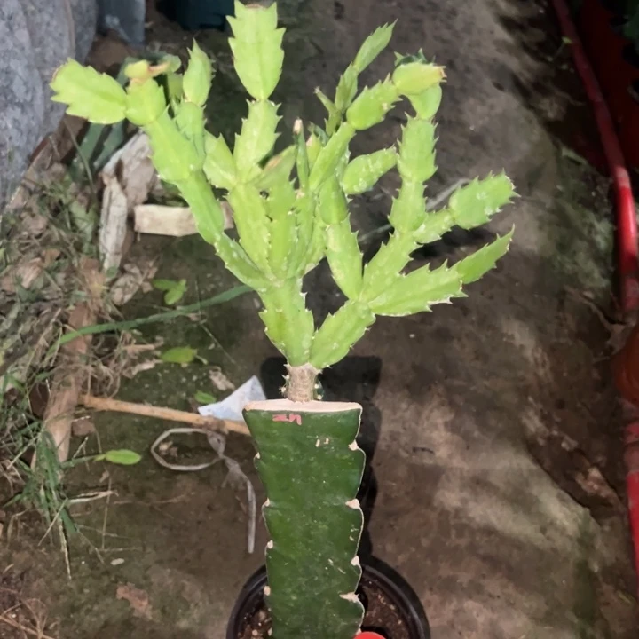 风***合当前无花栽培后可以开花泽娜124