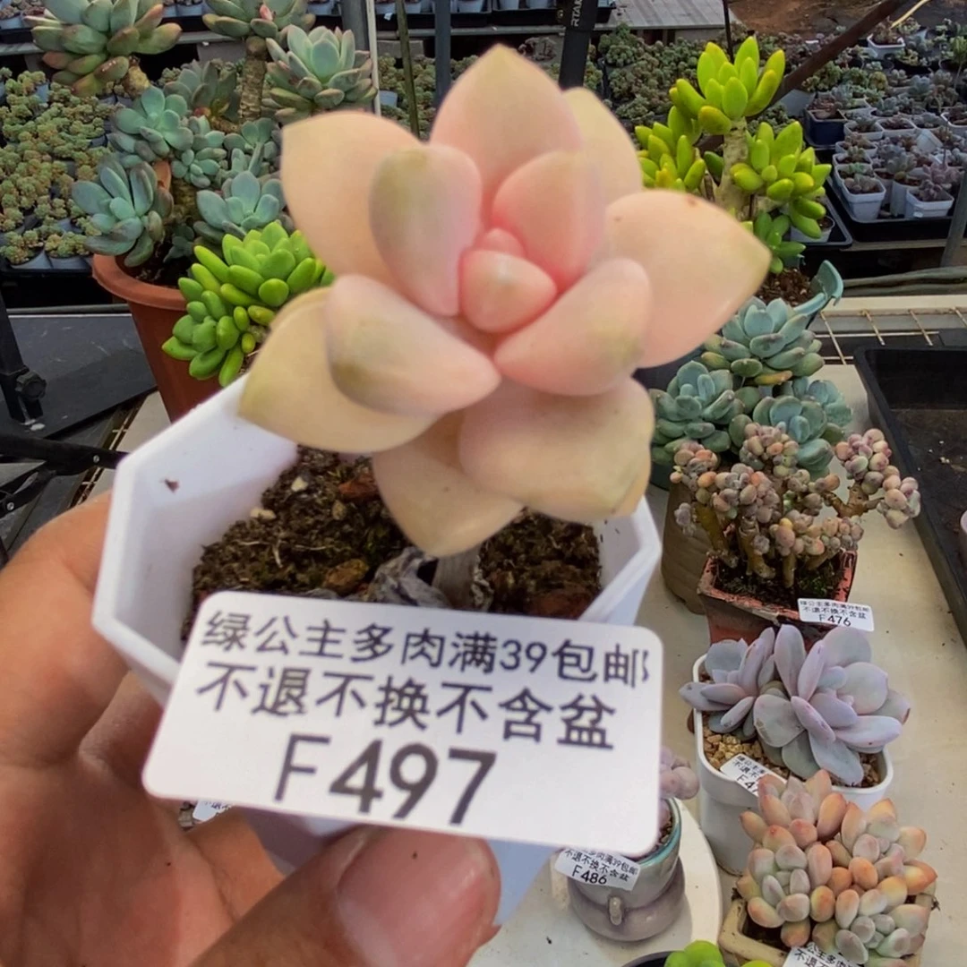 494美杏锦多肉3cm