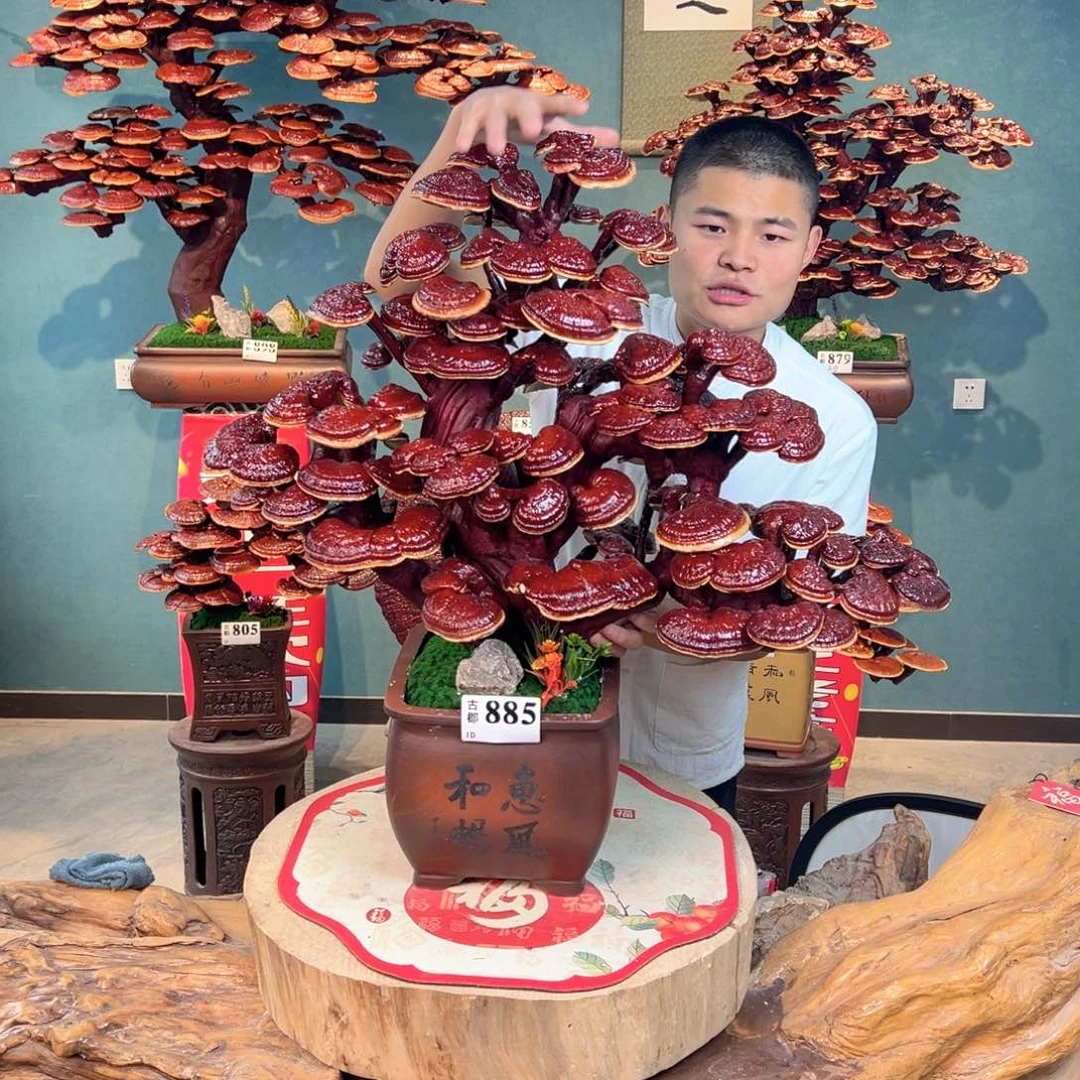 无花朵888888888888