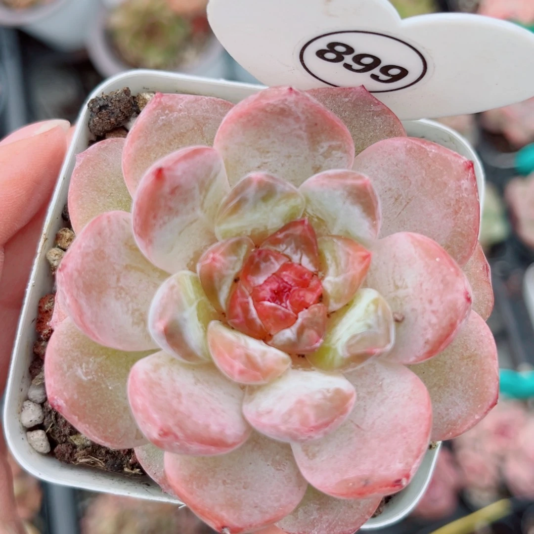 899号小老桩糖心单头