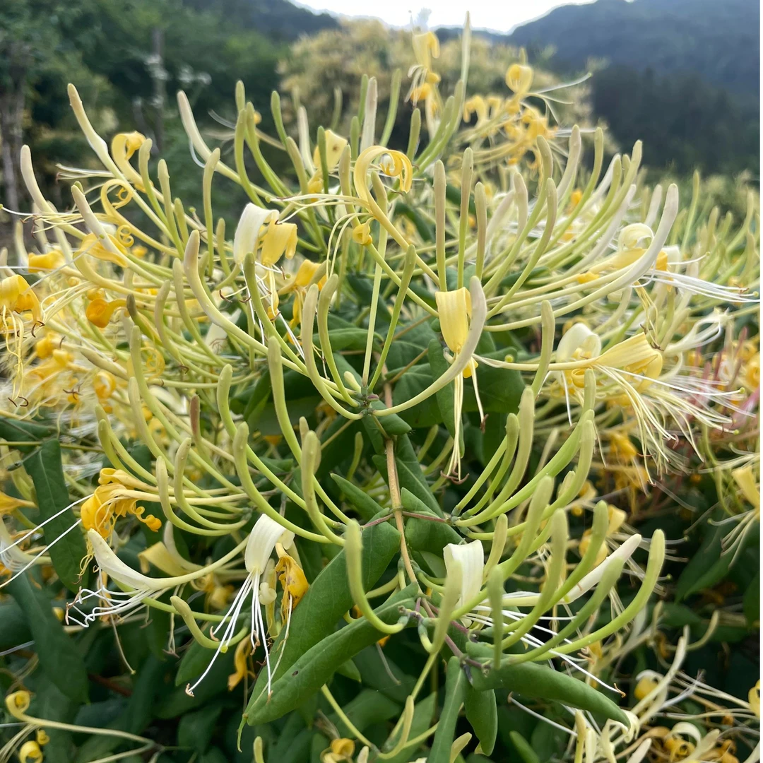 四川南江头茬炒青金银花煮水泡茶