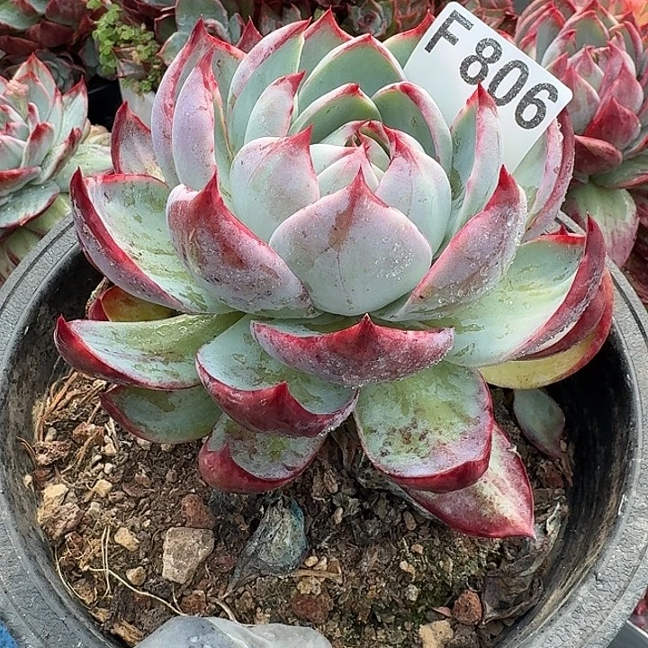 惊鸿惊鸿惊鸿 806.........