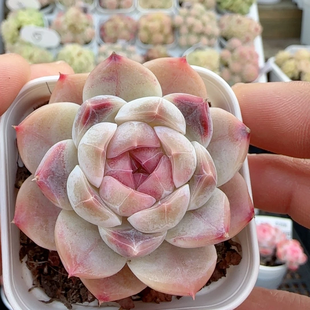 【闪购商品】0118-15糖心福利