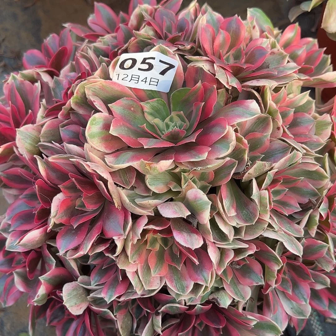 12.4-57女妖多肉植物1