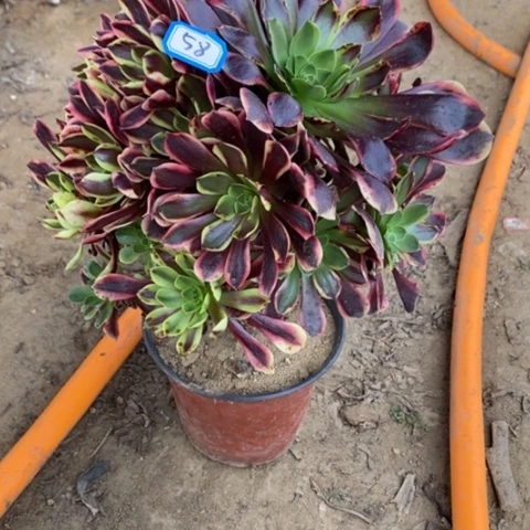 欧嘉莉捧花一物一拍