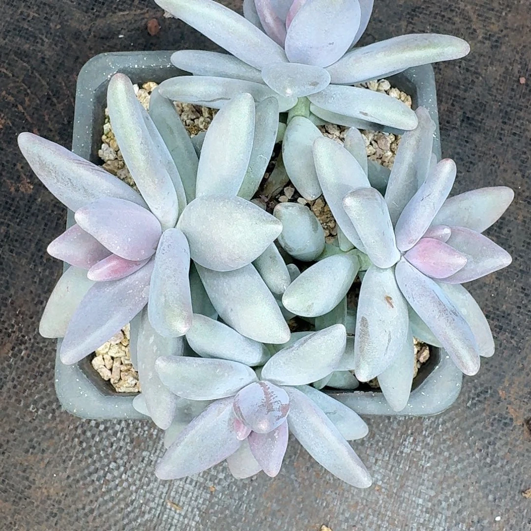 企鹅多肉植物一颗