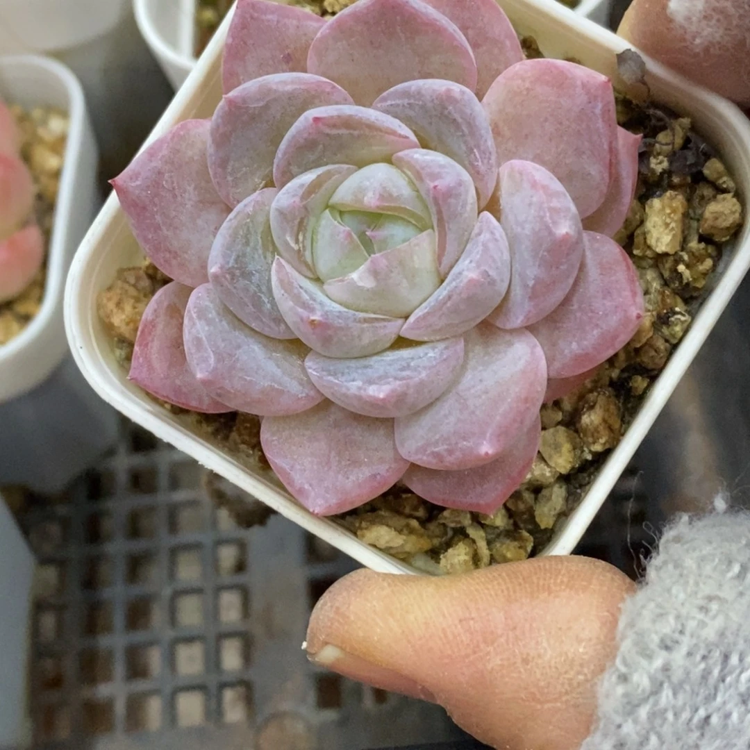 精品多肉一物一拍不包整358