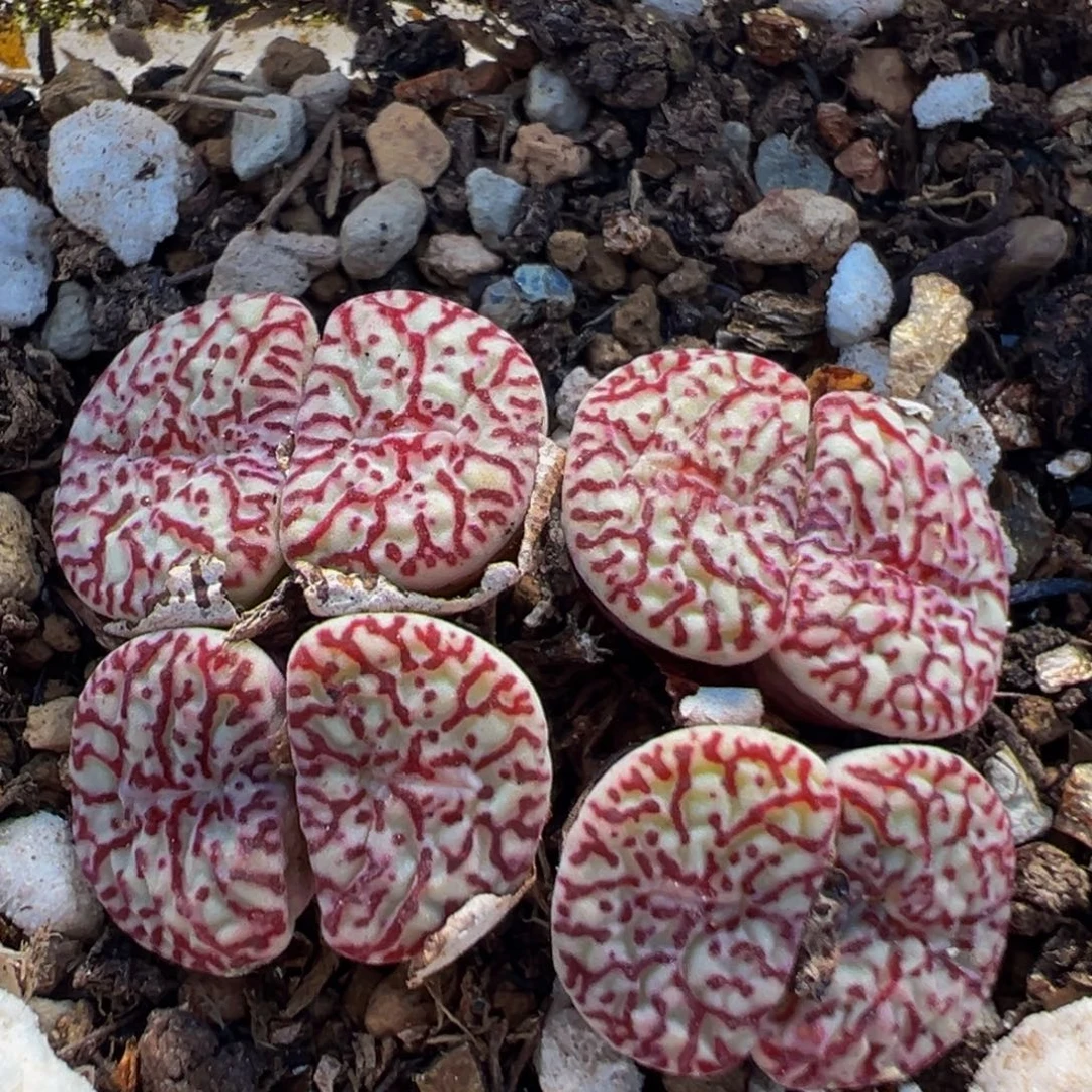 203多肉植物红纹墨小锥
