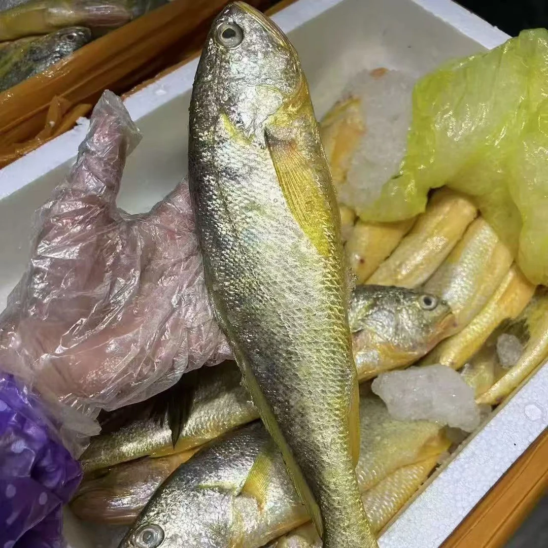 【正宗细鳞黄鱼3斤】台州东海野生大黄鱼 黄花鱼  1斤3条