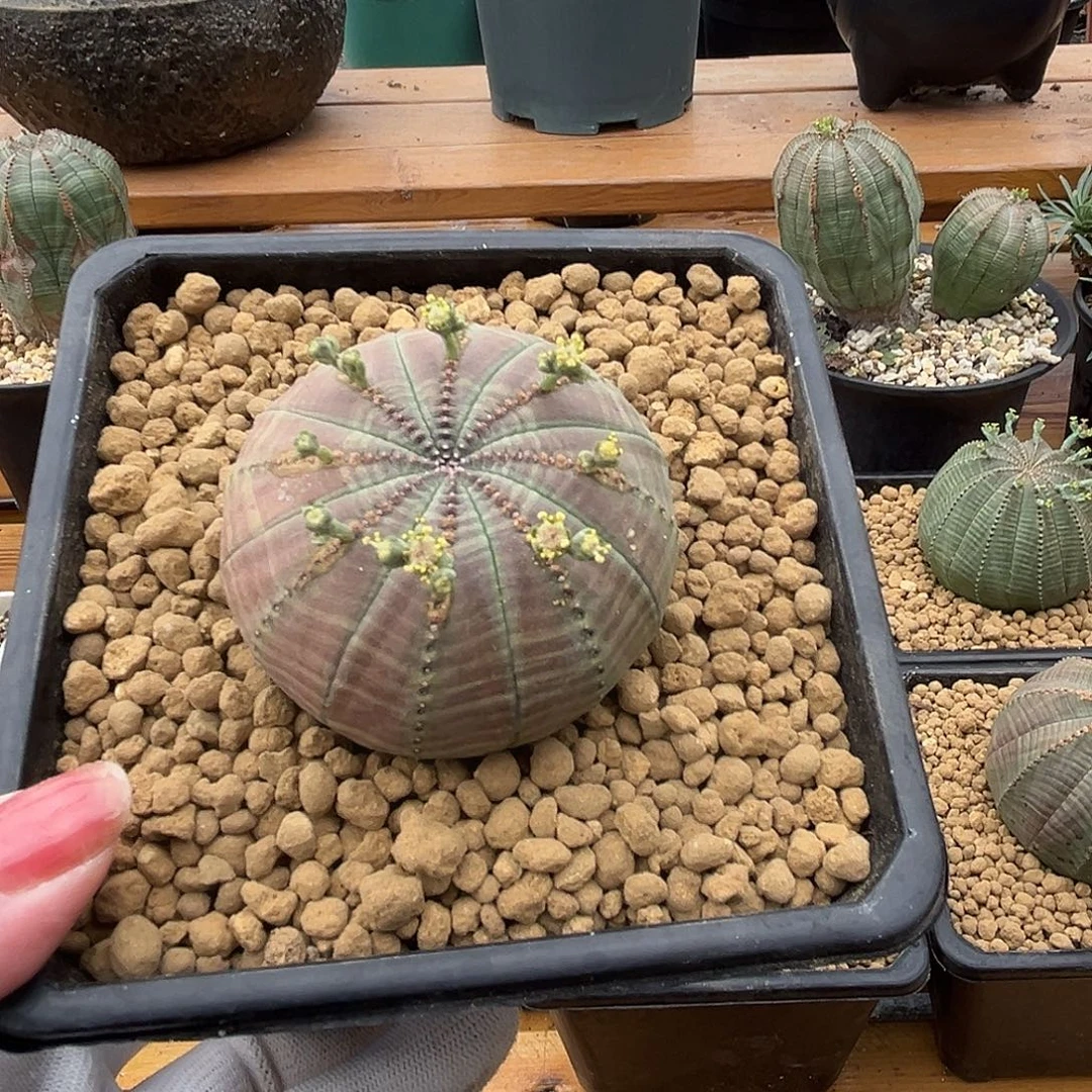 汤圆植物布纹球好看