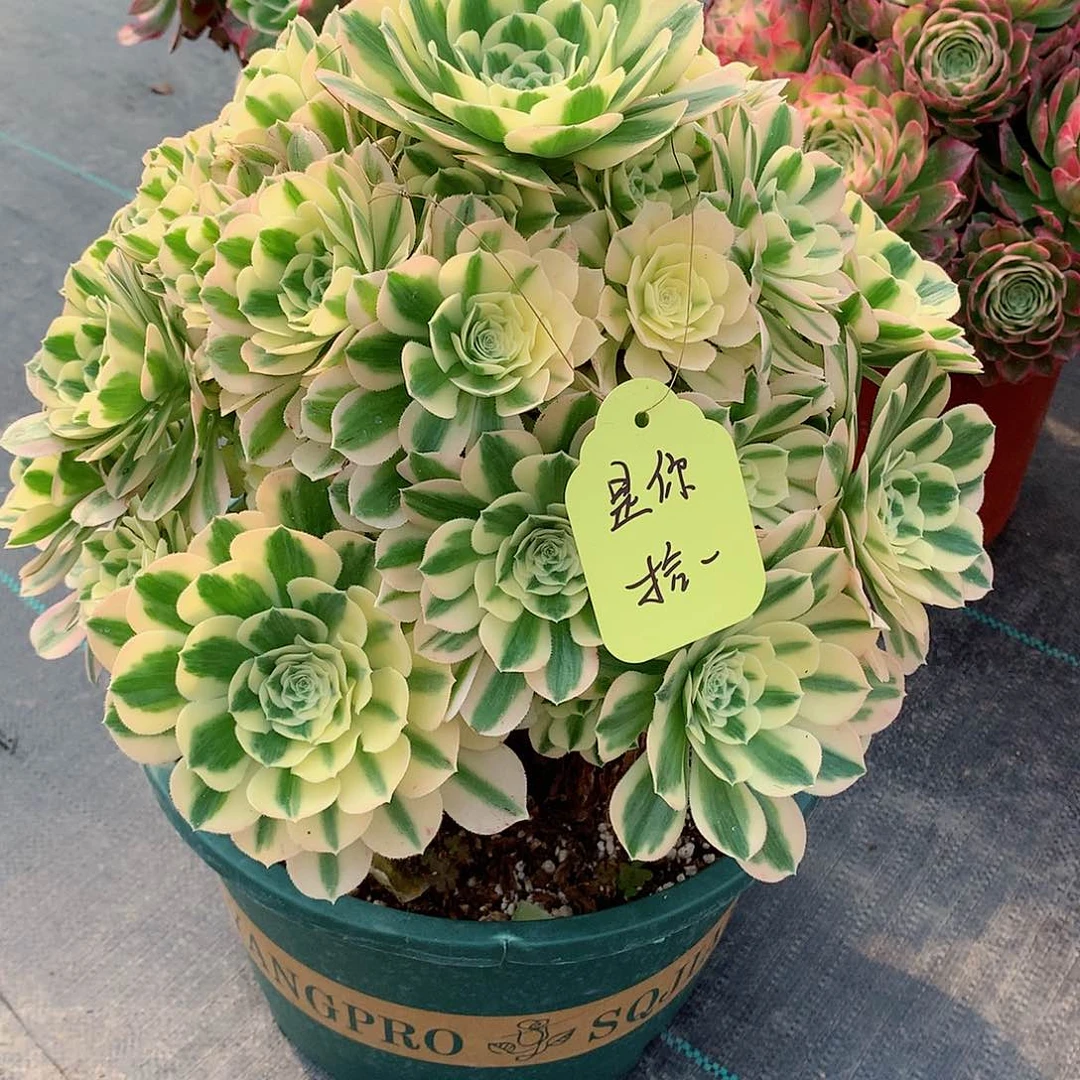 是**一迈巴赫多肉植物