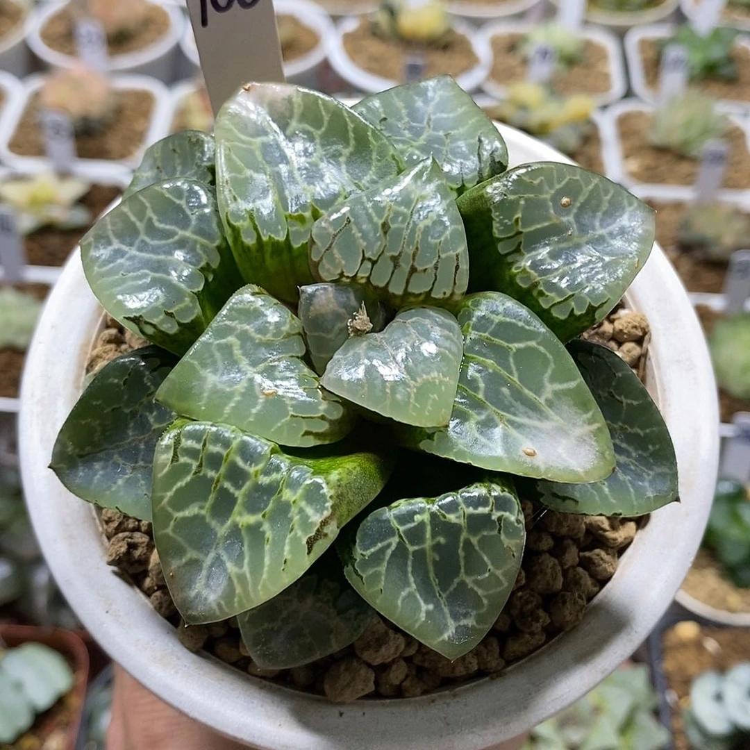 106绿幽灵母本哈哈哈