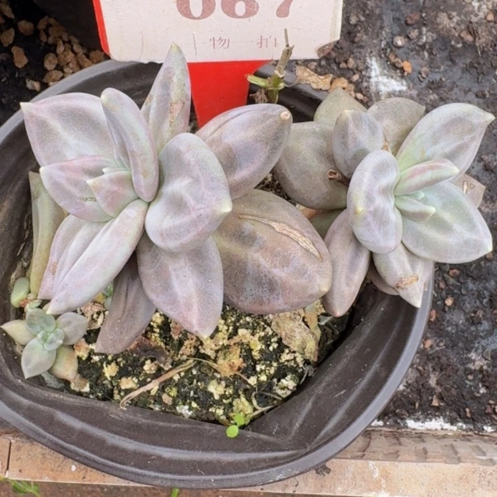 惜春067多肉植物