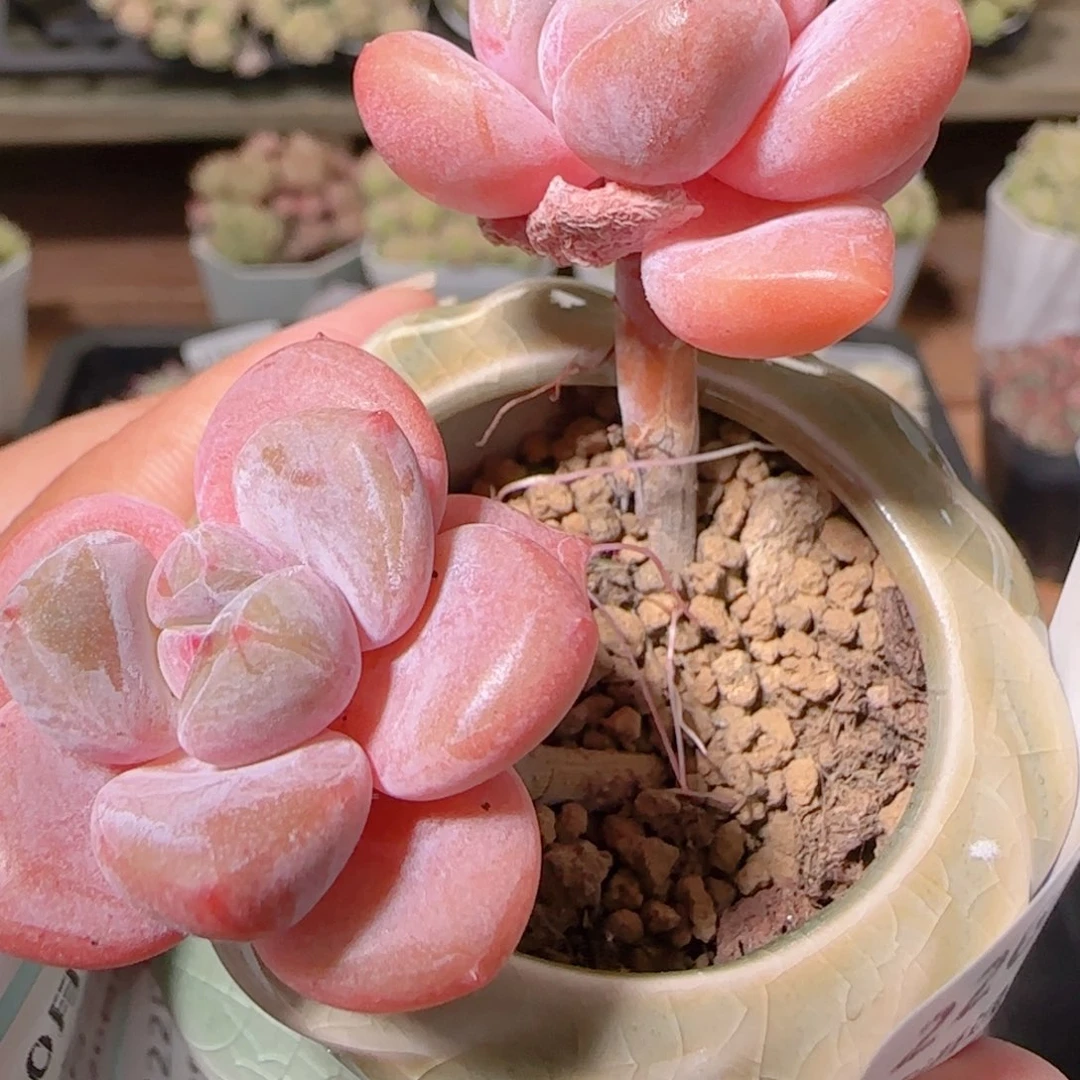 花语逸镜1022-226带盆土