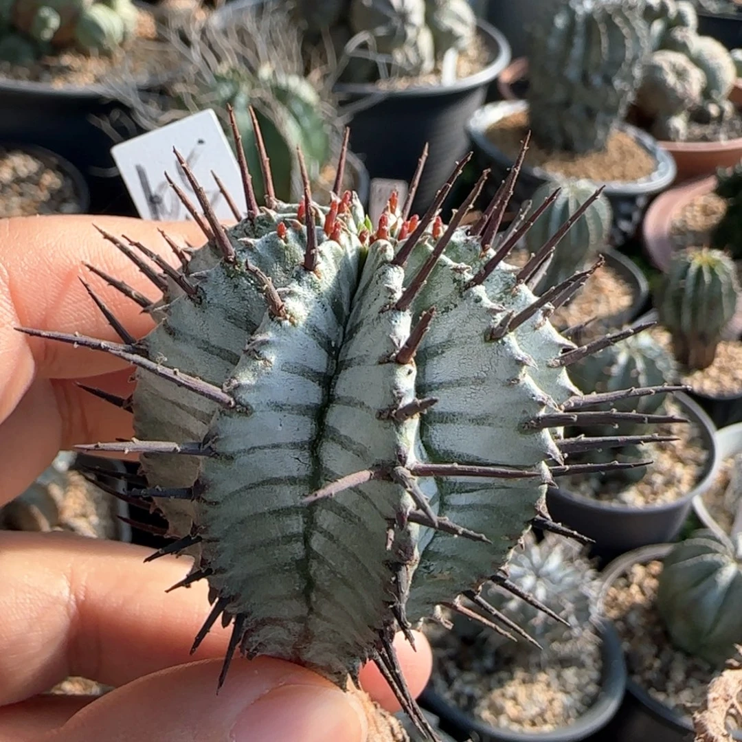 105超级斑马侧牙1