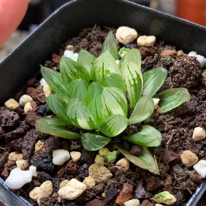 龙鳞玉露锦带盆土发货