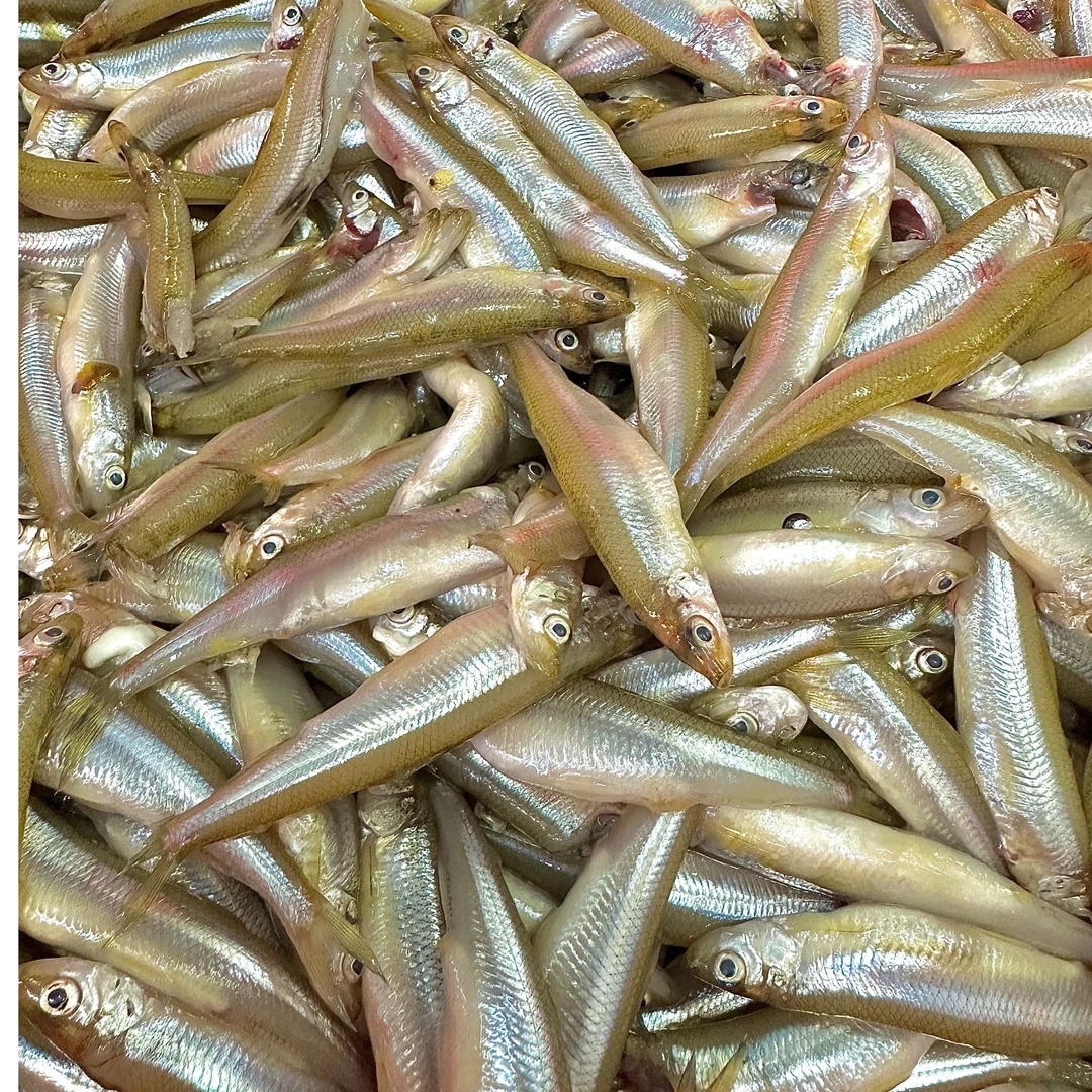 东北水库春生鱼 黄瓜香鱼 冷冻发货