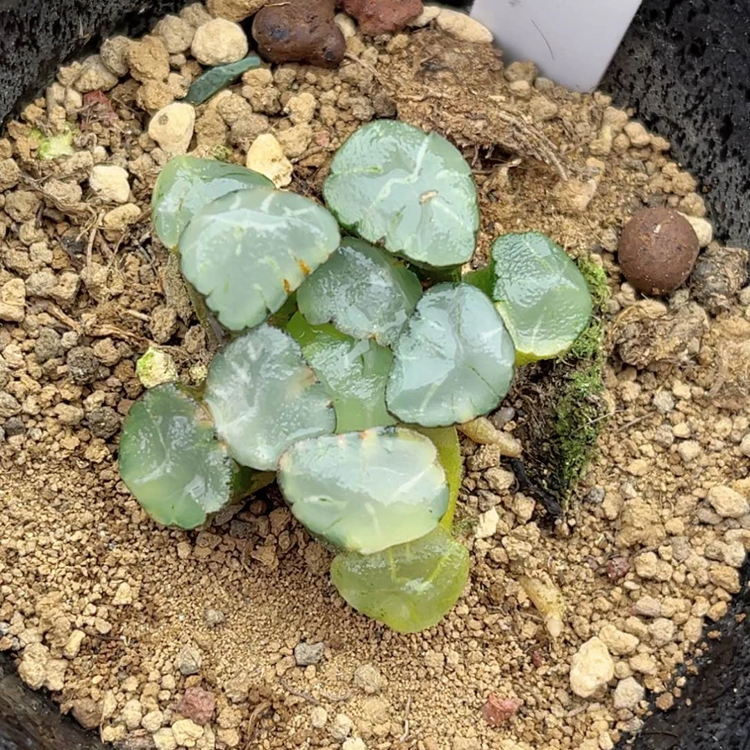 80蜃气楼万象锦福利专场