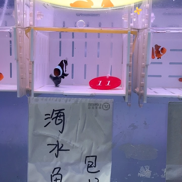 海水鱼精品奥黑小丑鱼