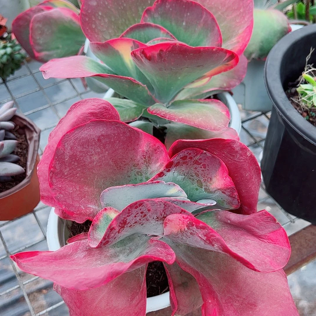 唐印锦大单头精品特价
