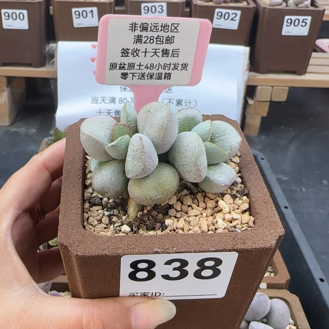 838硬叶白蛋多肉植物