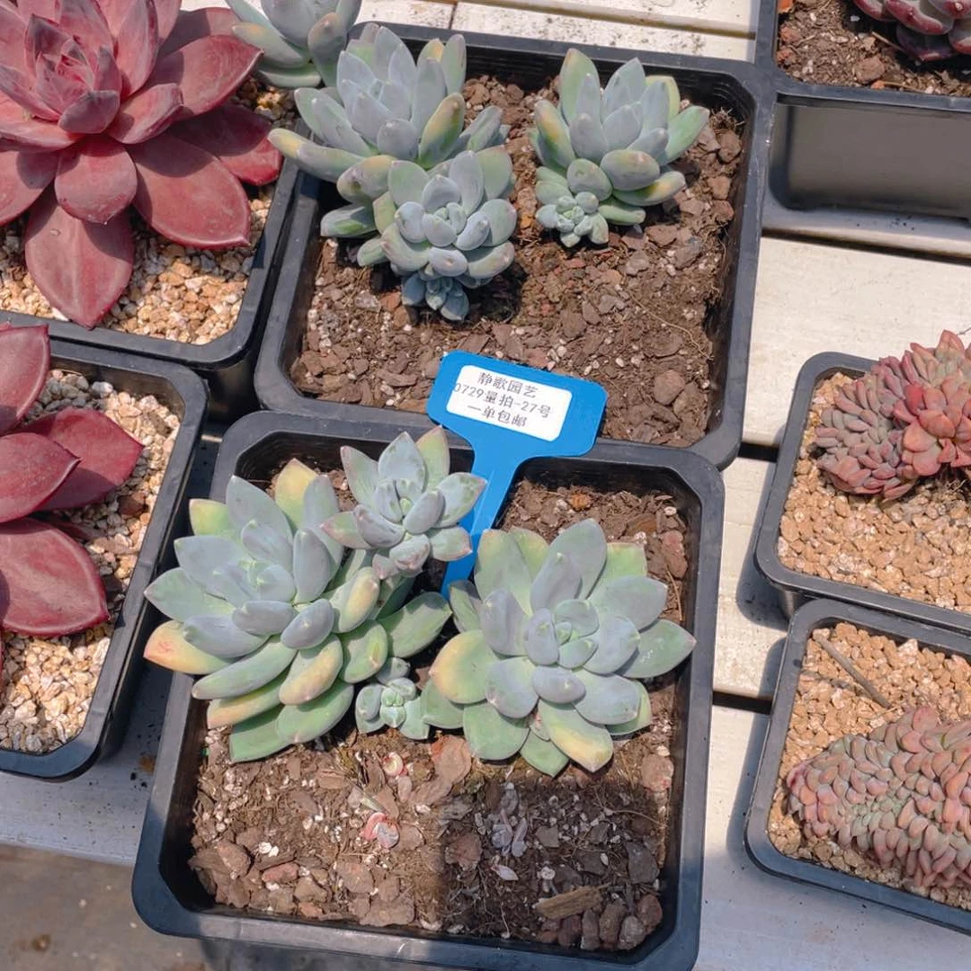 0729-27-三色美人大群生一颗