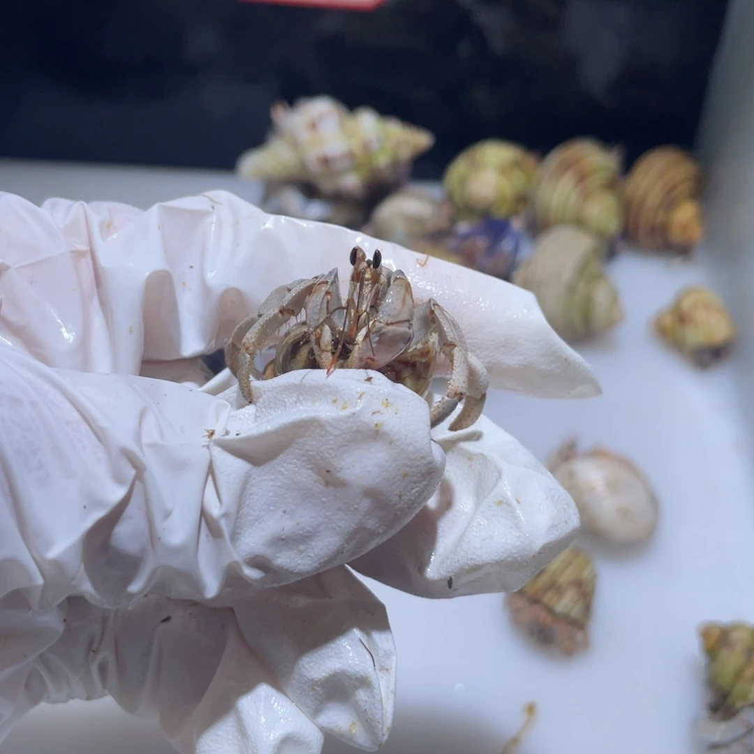 A4 紫陆蓝桔色 1.2口磨尖