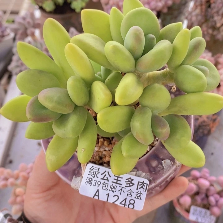 芒果奶12cm1248多肉植物