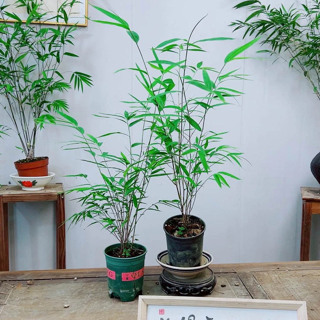 不开花植物内门竹