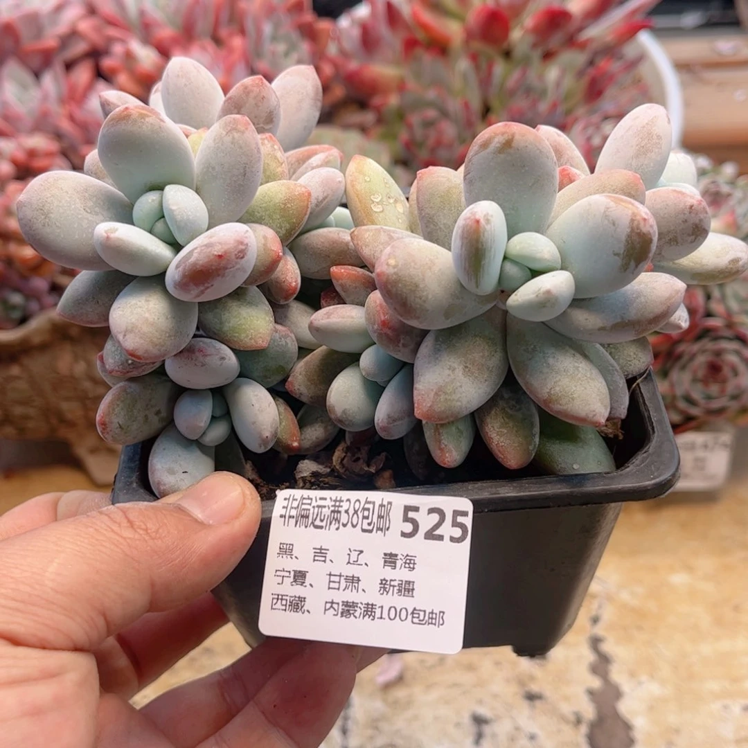 525雪美人德华多肉