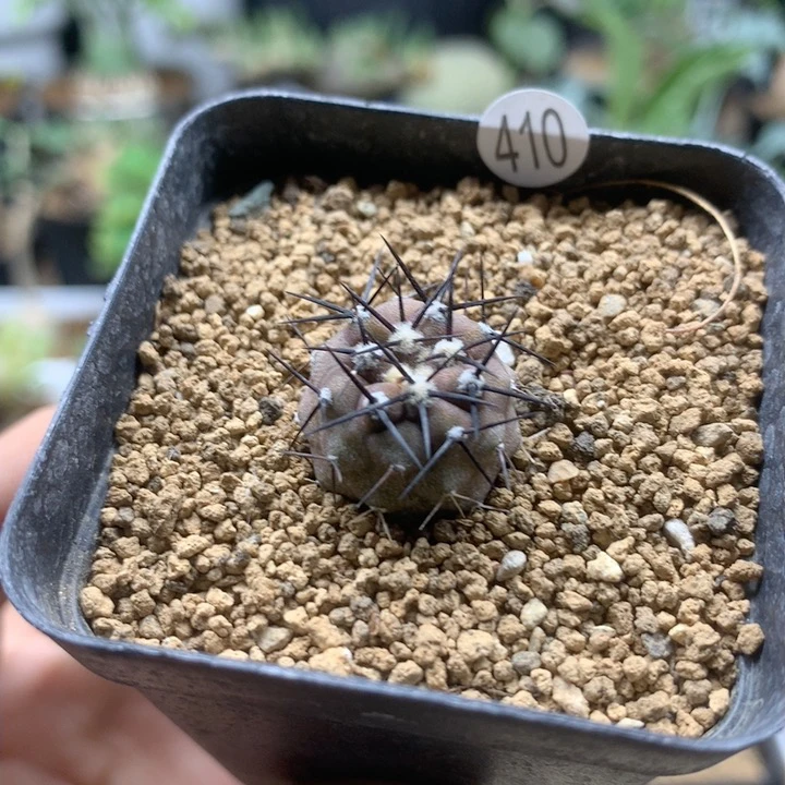 实生小孤龙丸仙人球脱土