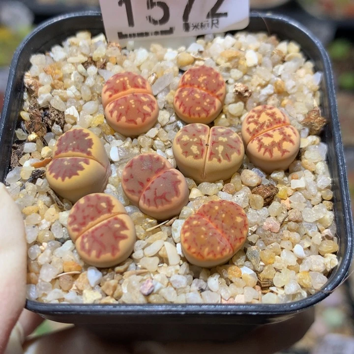 Sss精品生石花1572