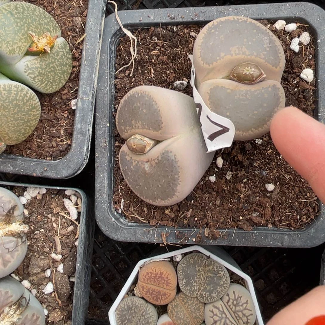 生石花一颗24700