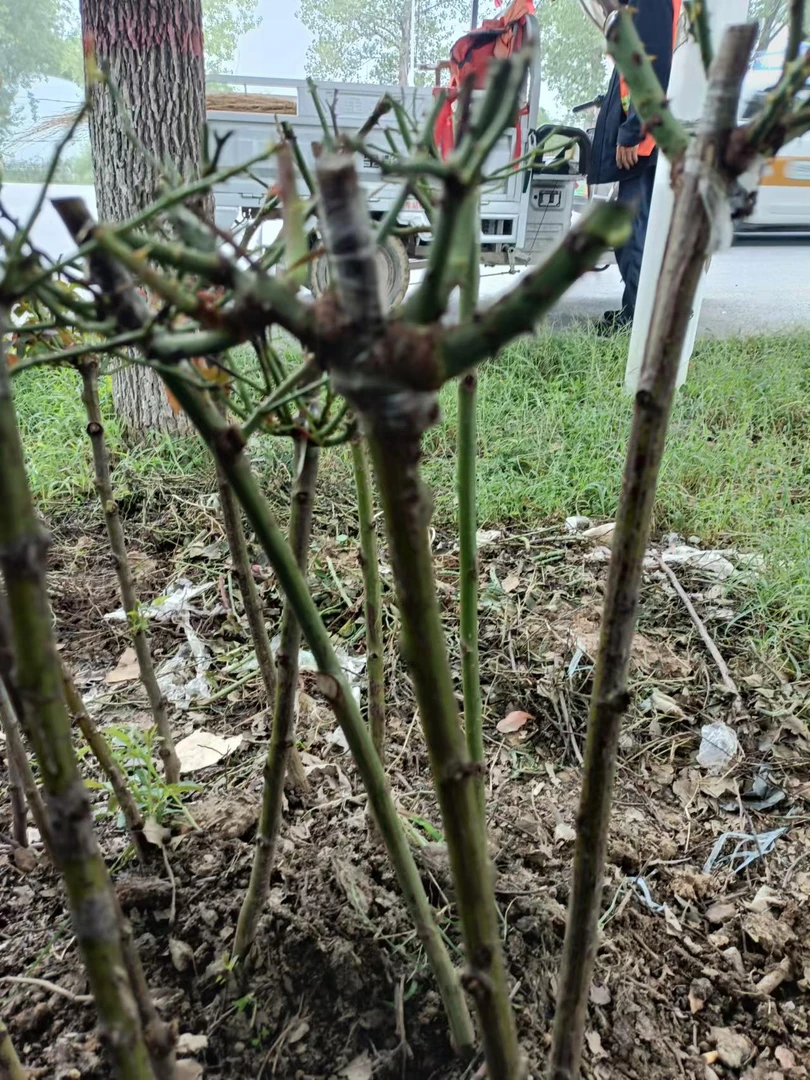 （偏冠苗）浓香四季开花树桩大花月季花苗易活耐寒耐热适合阳台种植