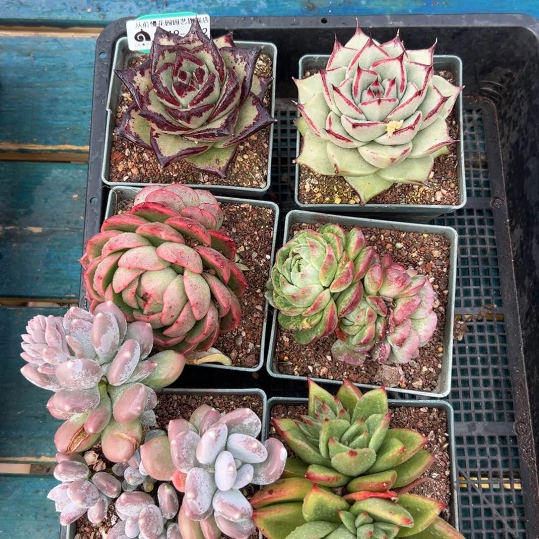 多肉一物一拍编号0119-142