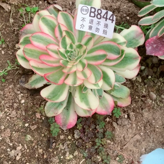 多肉植物倾城844