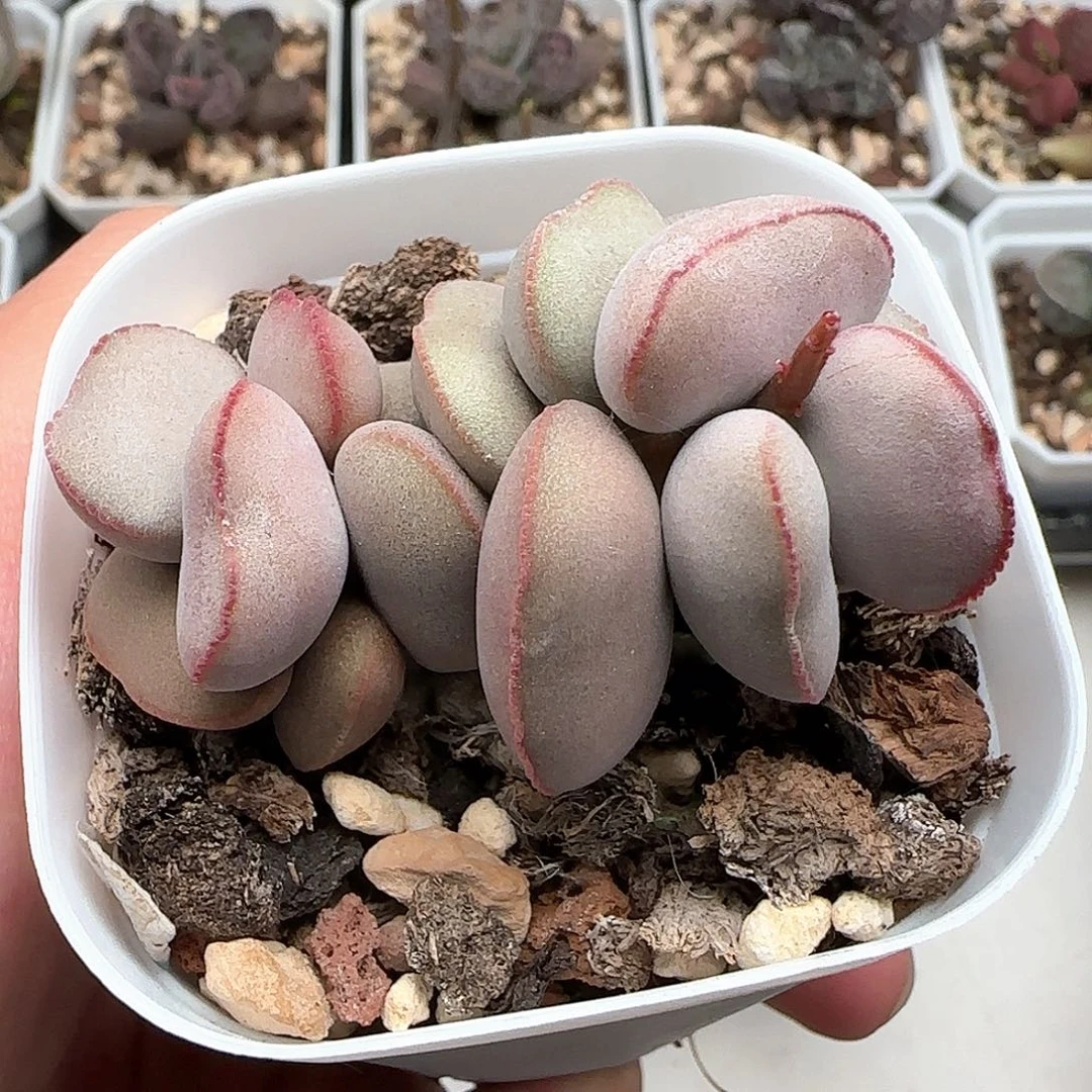 白肌红蛋多肉水泡