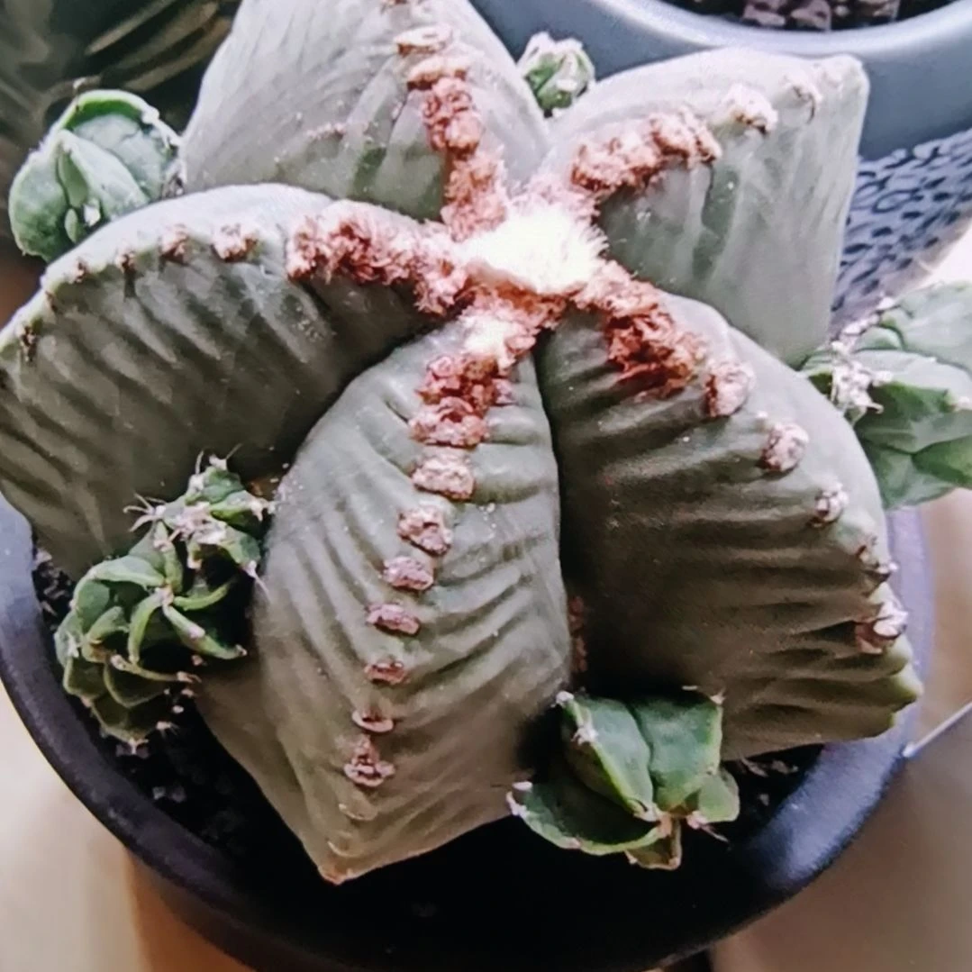 易***香龟甲鸾凤玉群生香香