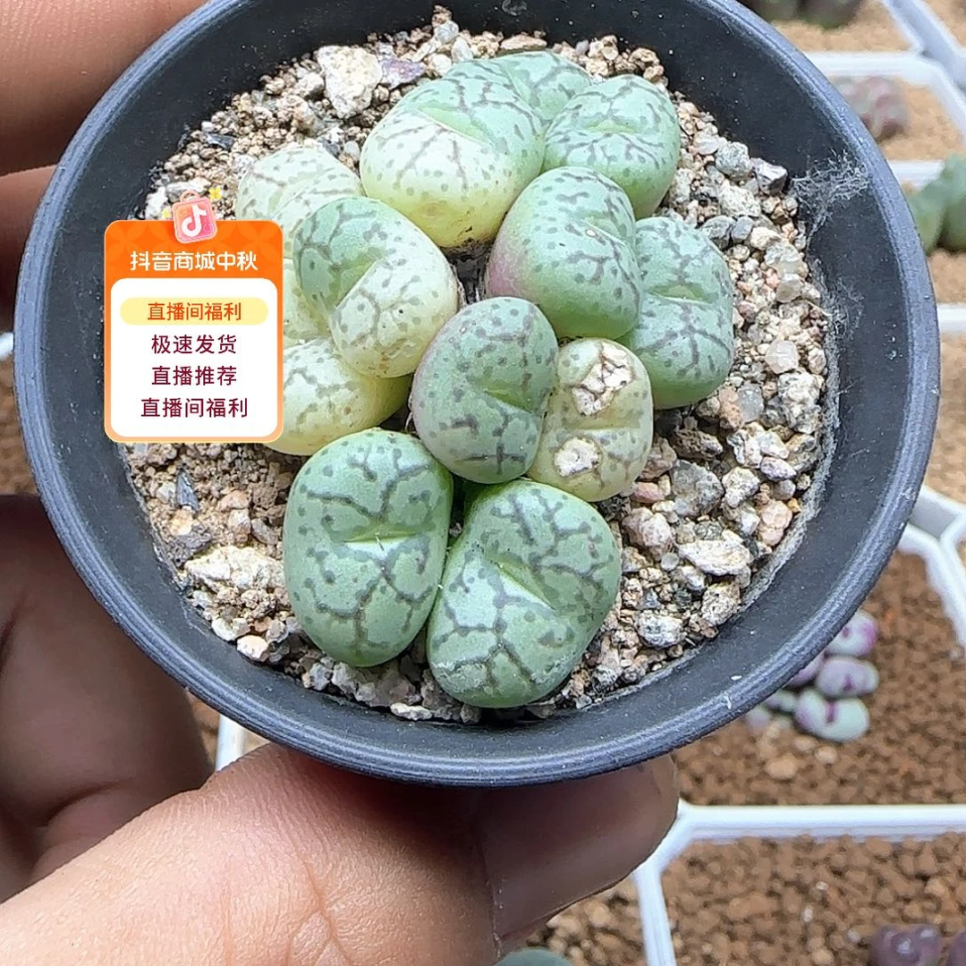 9***生哈哈哈哈哈哈哈53460