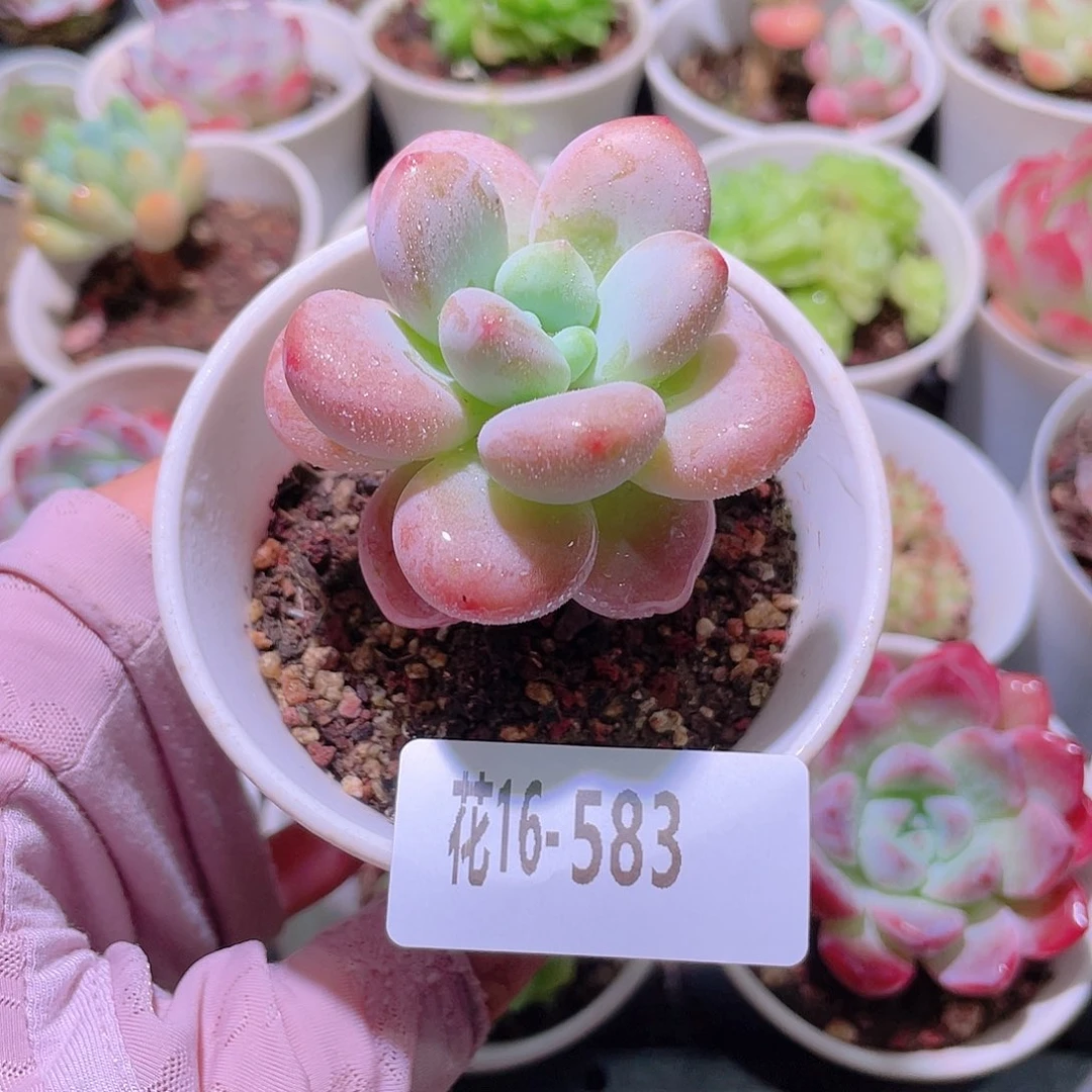 花利美16-583洛神
