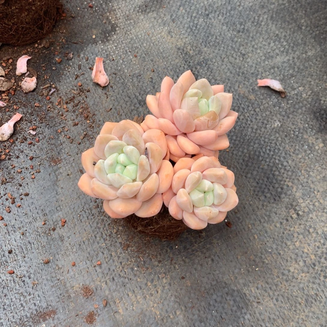 朱***茵那是我们共同走过人生