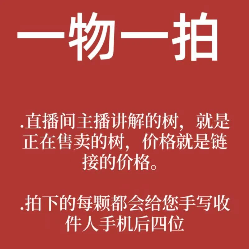 一物一拍脆皮金桔 柑橘各种果树苗