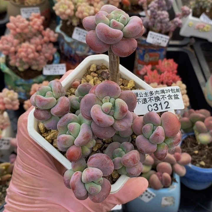 腰子红洛神8cm312多肉植物