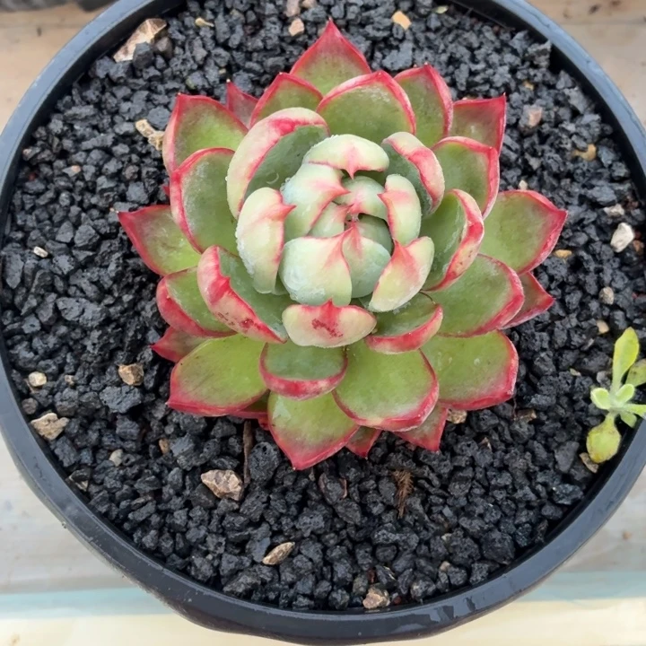 简***美开播福利 惊鸿仙子-4