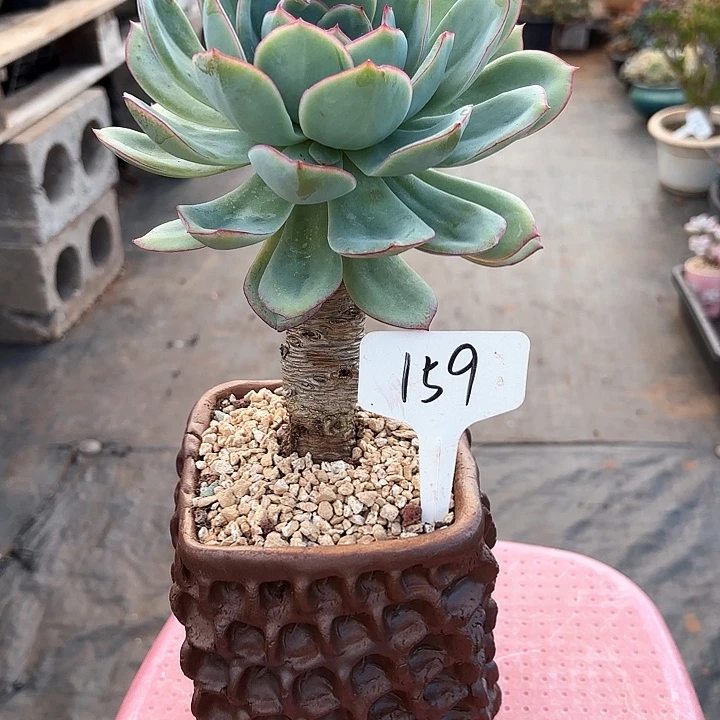 多肉植物，晨露159号